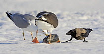 Hooded crow (Corvus cornix) and Herring gull (Larus argentatus) and Great black-backed gull (Larus marinus) feeding on fish head on snow, Lokka, Finland, April
