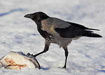 Hooded crow (Corvus cornix) feeding on fish head, Lokka, Finland, April