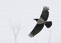 Hooded crow (Corvus cornix) flying with fish in beak, Finland, February
