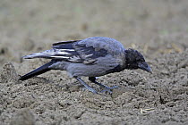 Hooded crow (Corvus cornix) Finland