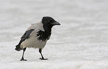 Hooded crow (Corvus cornix) on snow, Finland, March