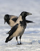 Hooded crow (Corvus cornix) on snow, Finland, March