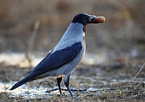 Hooded crow (Corvus cornix) and a sausage in its beak, Helsinki, Finland, March 2007