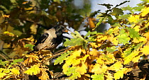 Hooded crow (Corvus cornix) feeding on acorns in Oak tree, Helsinki, Finland, October