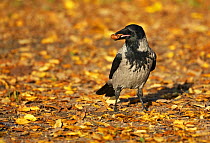 Hooded crow (Corvus cornix) feeding on acorn amongst autumn leaves, Helsinki, Finland, October