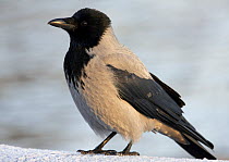 Hooded Crow (Corvus cornix) portrait,  Finland, December