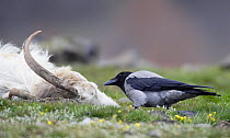 Hooded crow (Corvus cornix) scavenging dead goat carcass, Bulgaria, February
