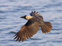 House crow (Corvus splendens) in flight over sea, Oman, March
