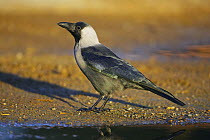 House crow (Corcus splendens) perched on ground, Oman, November