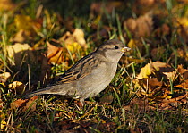 House / Common sparrow (Passer domesticus) female on ground, Finland, October