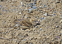 House / Common sparrow (Passer domesticus) female dust bathing, Finland, June