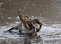 House / Common sparrow (Passer domesticus) male bathing, Finland, October