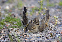 House / Common sparrow (Passer domesticus) female dust bathing, Finland