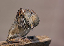 House sparrow (Passer domesticus) preening, Finland