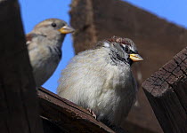 House / Common sparrow (Passer domesticus) pair on roof, Finland