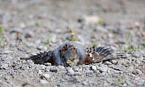 House / Common sparrow (Passer domesticus) male dust bathing, Finland