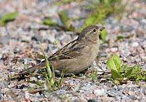 House / Common sparrow (Passer domesticus) female perched on ground, Finland