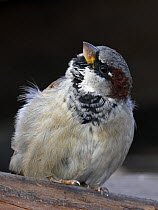 House / Common sparrow (Passer domesticus) male portrait, Finland