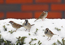 two House sparrows (Passer domesticus) and two Tree sparrows (Passer montanus) on snow, Liminka, Finland, November