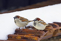 House / Common sparrow (Passer domesticus) two males on roof, Finland