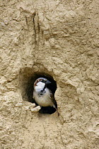 House / Commn sparrow (Passer domesticus) nesting in mud burrow, Oman, March
