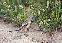 House / Common sparrow (Passer domesticus) female feeding on plant seeds, Oman, March
