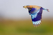 Indian roller (Coracias benghalensis) in flight, carrying insect prey in beak, Oman, March