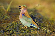 Indian roller (Coracias benghalensis) perched on ground, calling, Oman, November