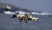 King Eider (Somateria spectabilis) males and a female in flight over water, Norway, April. Digitally manipulated, One bird removed