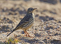 Meadow pipit (Anthus pratensis) Finland