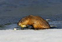 Muskrat (Ondatra zibethicus) feeding in water, Finland, April
