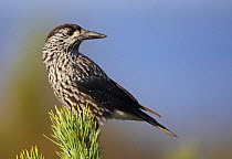 Spotted Nutcracker (Nucifraga caryocatactes) perched on coniferous tree, Finland, September