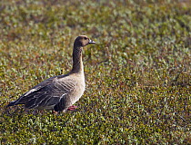 Pink footed Goose (Anser brachyrhynchus) on tundra, Iceland