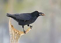 Raven (Corvus corax) perched with cone in beak, Finland, March