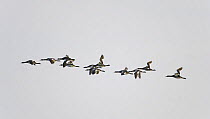 Red-necked grebe (Podiceps grisegena) migrating flock in flight, Finland, May