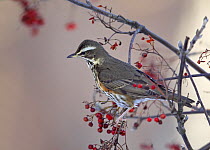 Redwing (Turdus iliacus) perched amongst berries, Helsinki, Finland, November. (Digitally manipulated - one branch removed)
