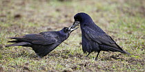 Rook (Corvus frugilecus) adult feeding juvenile, Latvia, April