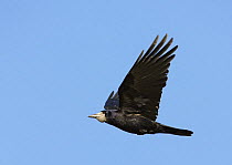 Rook (Corvus frugilegus) in flight, Finland, April