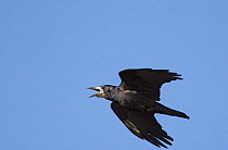 Rook (Corvus frugilegus) in flight, calling, Finland, April