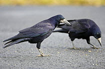 Two Rooks (Corvus frugilegus) feeding on road,  Sweden, September