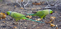 Two Rose-ringed parakeets (Psittakula kramerii) feeding on ground, Oman, March 2006