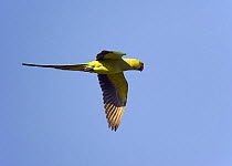 Rose-ringed parakeet (Psittakula kramerii) in flight, Oman, November