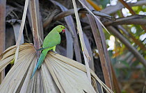 Rose-ringed parakeet (Psittakula krameri) perched in palm tree, Oman, November