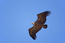 Rüppell's griffon vulture (Gyps rueppellii) in flight, Spain, September