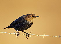 Spotless starling (Sturnus unicolor) juvenile perched on wire, Spain, September