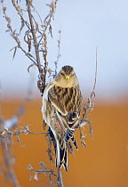 Twite (Carduelis flavirostris) perched on plant, Helsinki, Finland, March