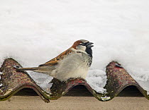 House / Common sparrow (Passer domesticus) perched on roof, Norway, March