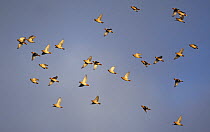 Bohemian waxwing (Bombycilla garrulus) migrating flock in flight, Hanko, Finland, November