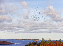 Bohemian waxwing (Bombycilla garrulus) migrating flock in flight over coast, Hanko, Finland, November 2008