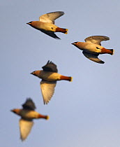 Bohemian waxwing (Bombycilla garrulus) migrating flock in flight, Hanko, Finland, October